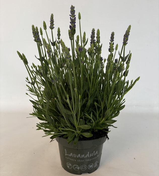 <h4>Lavandula "Spear Blue"</h4>
