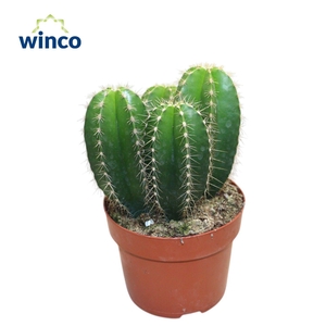 Isolatocereus Dumorteri