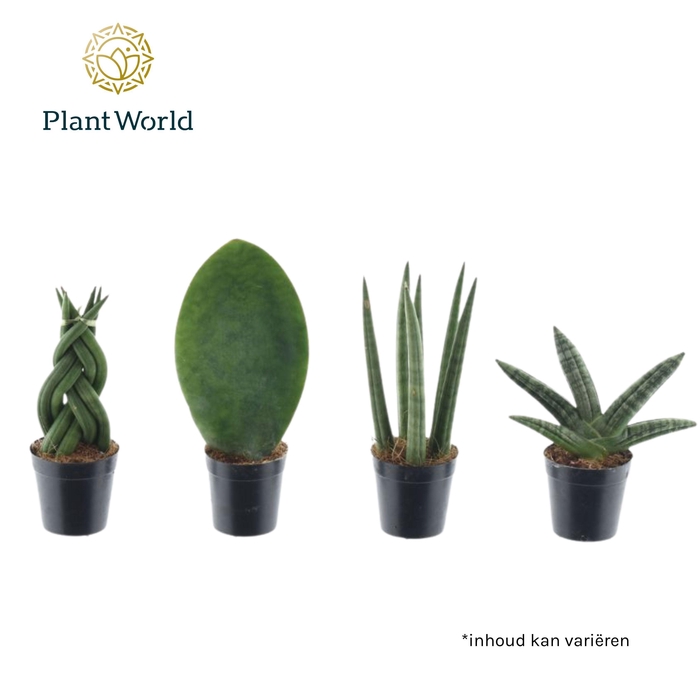 <h4>Sansevieria mix Kakarum</h4>