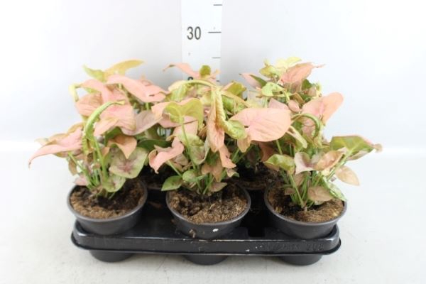 <h4>Syngonium   ...</h4>