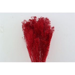 Dried Brooms Red Bunch