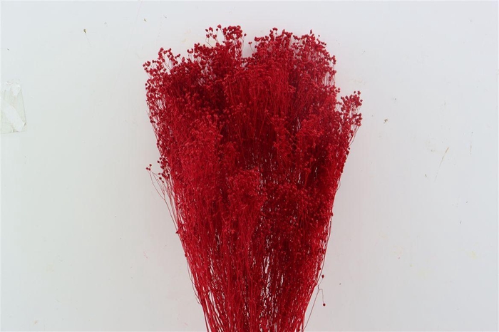 <h4>Dried Brooms Red Bunch</h4>