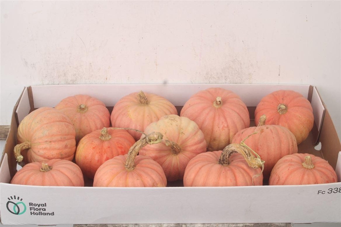 <h4>Cuc P Miss Pink Sophie X12</h4>