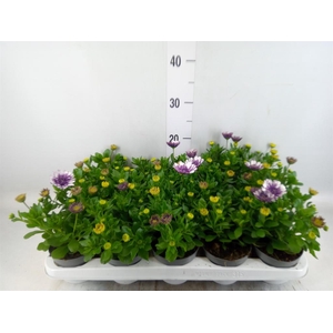 Osteospermum   ...