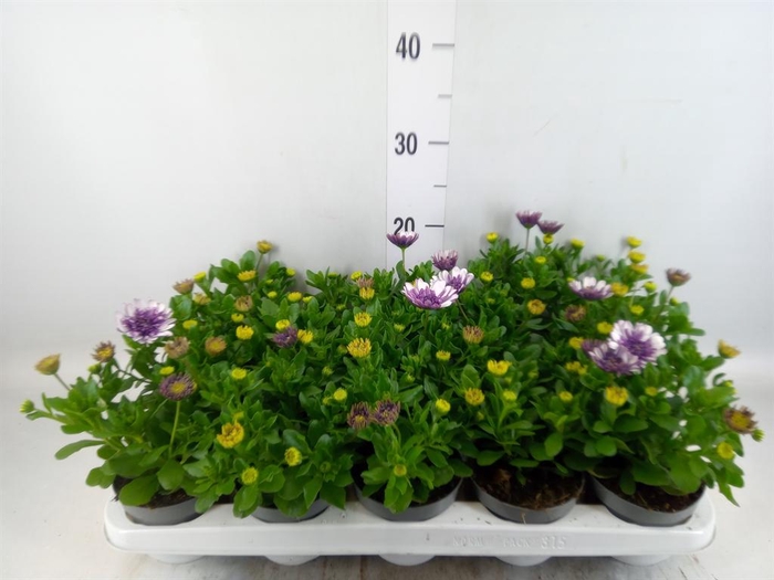 <h4>Osteospermum ...</h4>