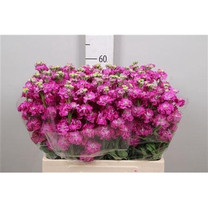 Matth Stox Deep Rose