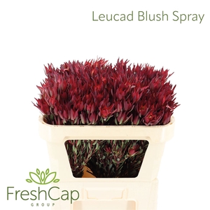Leucad Blush Spray