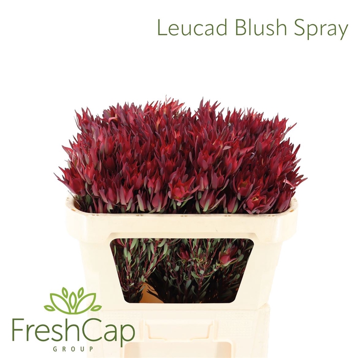 <h4>Leucad Blush Spray</h4>