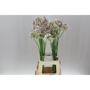 Allium Nect Rosy Bells