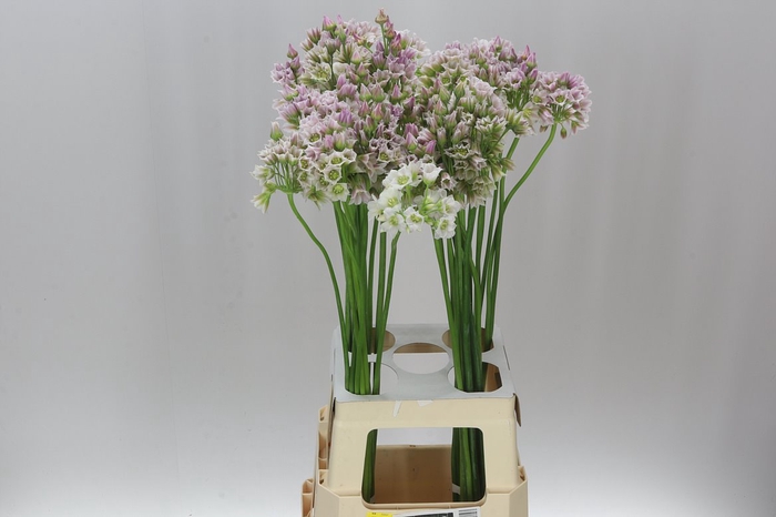 <h4>Allium Nect Rosy Bells</h4>