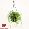 Rhipsalis