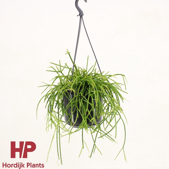 Rhipsalis