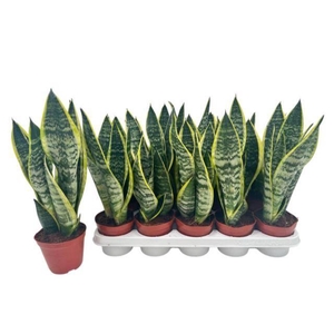 Sansevieria trifasciata Superba 12Ø 40cm