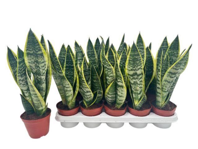 Sansevieria trifasciata Superba 12Ø 40cm