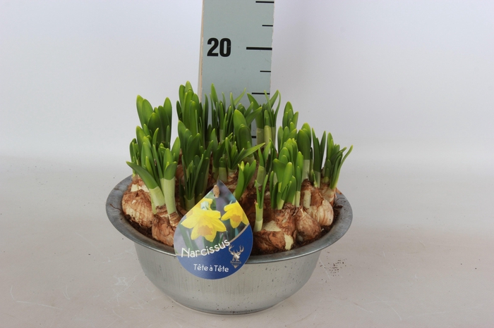 <h4>ARR NARCISSUS</h4>