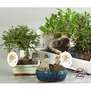 BONSAI GEM