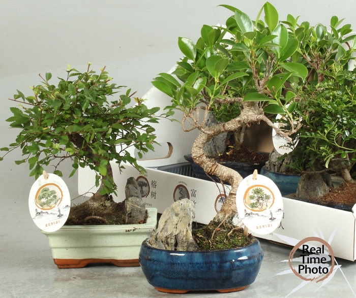 <h4>BONSAI GEM</h4>