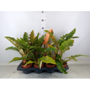 Philodendron  'Ring of Fire'