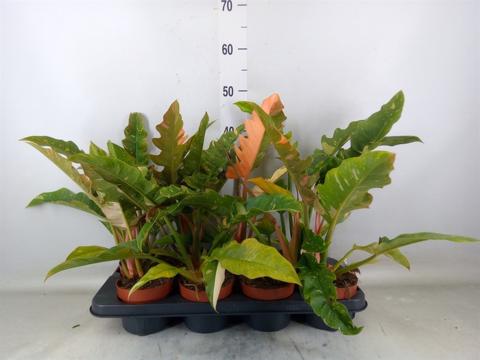 <h4>Philodendron  'Ring of Fire'</h4>