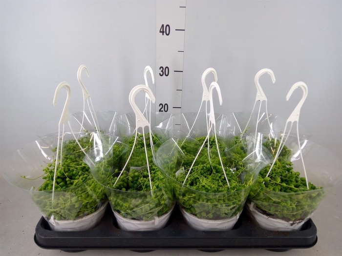 <h4>Senecio rowleyanus</h4>