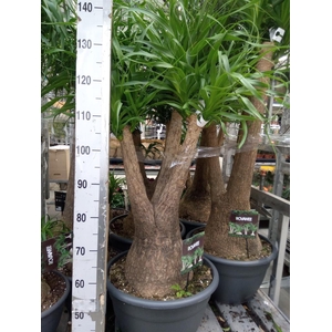 Beaucarnea recurvata