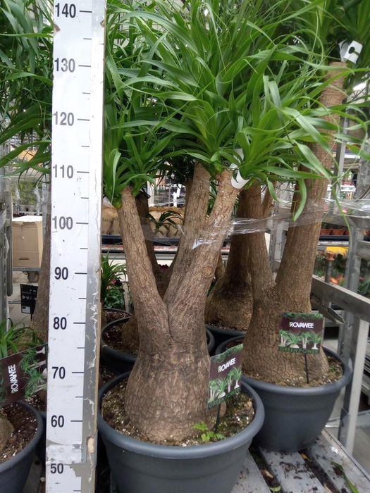 <h4>Beaucarnea recurvata</h4>