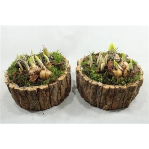 3567 Schors Rond Tete