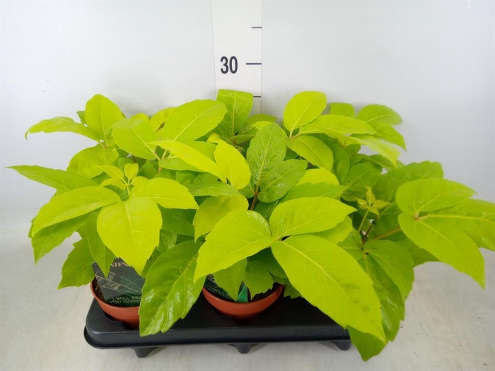 <h4>Schefflera actin.</h4>