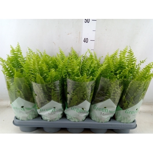 Nephrolepis exal. 'Green Moment'
