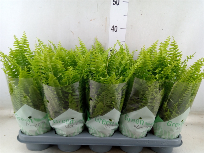 <h4>Nephrolepis exal. 'Green Moment'</h4>