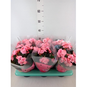 Begonia elat. DU 'Move2Joy Pink'