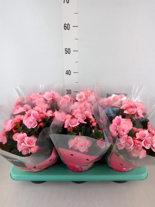 <h4>Begonia elat. DU 'Move2Joy Pink'</h4>