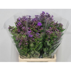 Phlox Crissy Hogenboom
