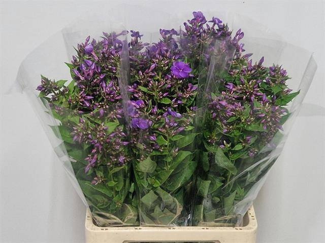 <h4>PHLOX P CRISSY</h4>