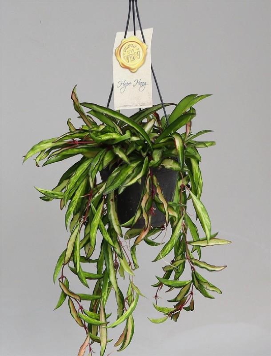 <h4>Hoya wayetii hangpot Tricolor</h4>