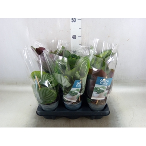 Calathea   ...mix