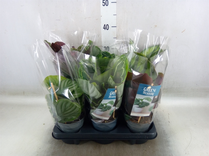 <h4>Calathea   ...mix</h4>
