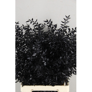 DF Ruscus Paint Black Bs