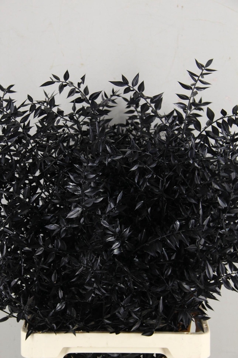 <h4>DF Ruscus Paint Black Bs</h4>