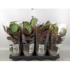 Calathea  'Flamestar'