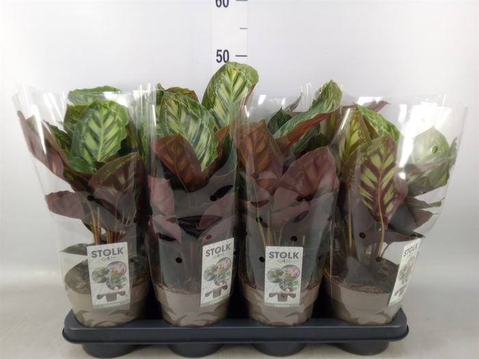 <h4>Calathea  'Flamestar'</h4>