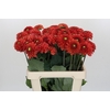 Dahlia Orange Fox