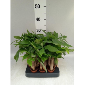 Pachira aquatica