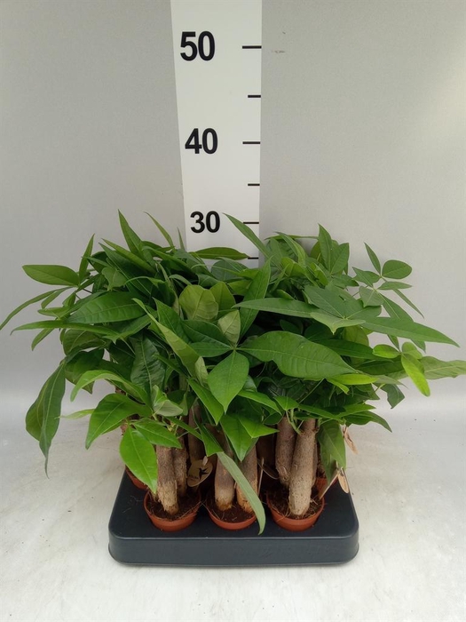 <h4>Pachira aquatica</h4>