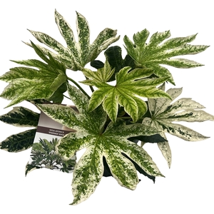 Fatsia jap. 'Spiderweb' sense