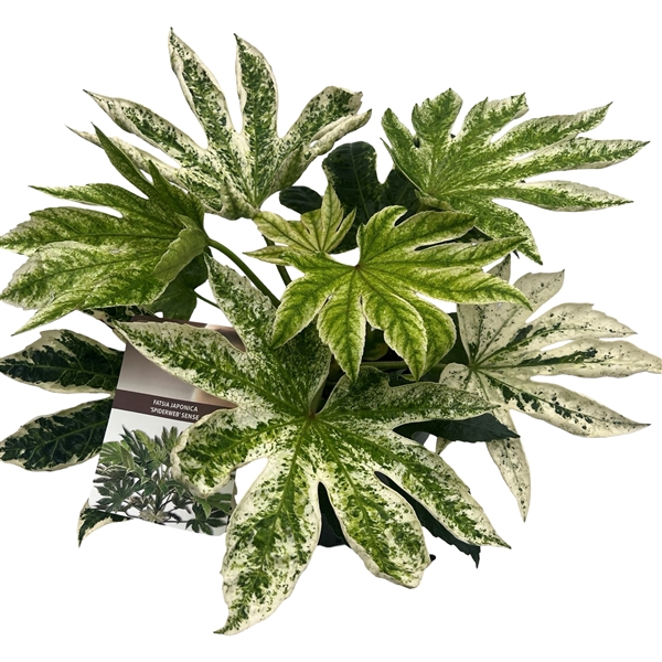 <h4>Fatsia jap. 'Spiderweb' sense</h4>