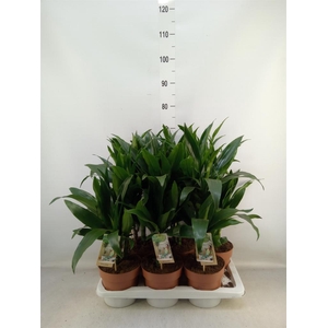 Dracaena frag. 'Janet Craig'