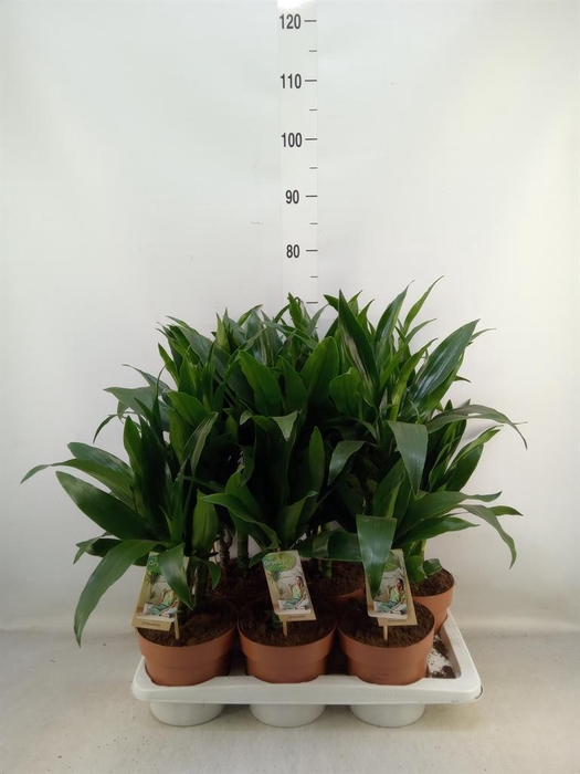 <h4>Dracaena frag. 'Janet Craig'</h4>