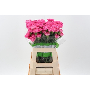 Di St Tonic Golem 60cm