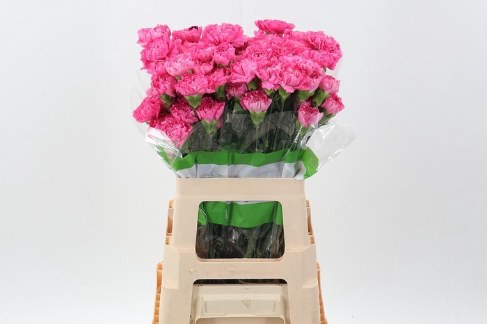 <h4>Di St Tonic Golem 60cm</h4>